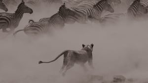 Header zebras-2